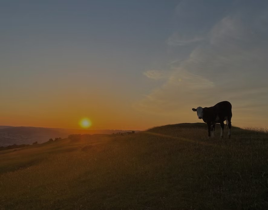 A cow on a hillside at sunset, from the film Still Out.