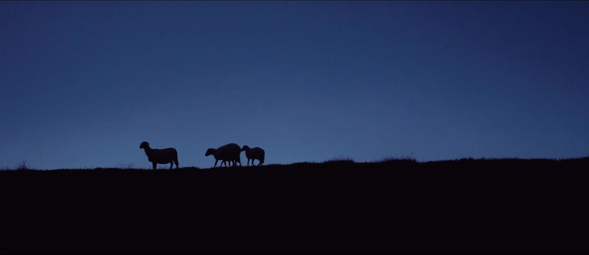 Three sheep silhouetted on a ridge against a deep blue dusk sky.